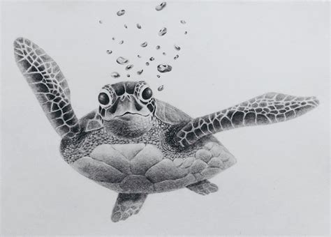 Pencil Drawings Of Turtles