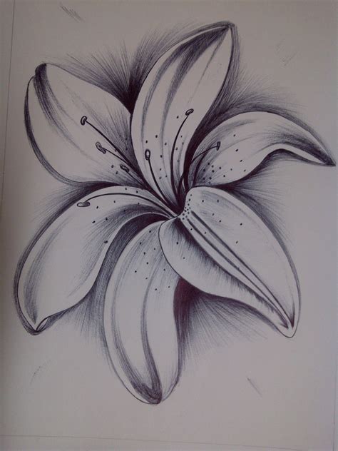 Pencil sketch drawing of flowers. Beautiful Flower Drawing With Pencil Easy----- Subscribe Our Channel: https://goo.gl/bB5kYJ Share this video: https://youtu.be/jNTfkVLhnl... 