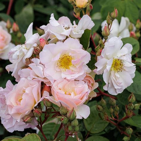  Reliable and free-flowering, award-winning Rosa 'Penelope' is a compact, bushy shrub with large trusses of strongly fragrant, semi-double, creamy-pink flowers, 3 in. across (8 cm), adorned with prominent yellow stamens. Blooming continuously from summer to fall, they exude a heavenly musk fragrance. . 