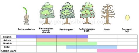 Pengaruh Hormon Terhadap Tumbuhan - myrightspot.com