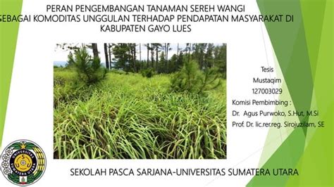 Pengembangan tanaman sereh wangi untuk bioreklamasi lahan dan 【Pembaruan 2024】