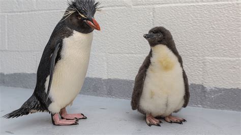 Penguin chick ‘healthy, thriving’ after assisted hatch