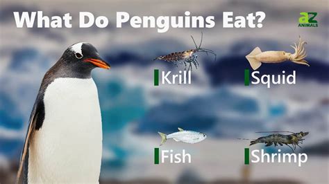 Penguin food. Penguins eat krill (a shrimp-like crustacean in the family Euphausiidae), squids, and fishes. Various species of penguins have slightly different food preferences, which reduce competition among species. (See Appendix for information on diet for each species.) 