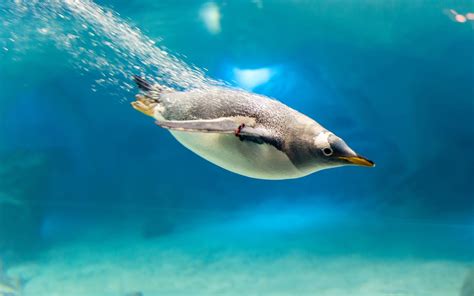Penguin In Sea