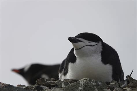 Penguin parents sleep for a few seconds at a time