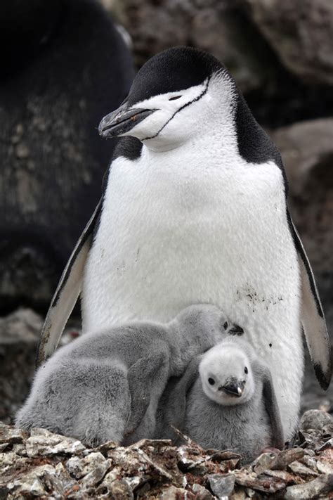 Penguin parents sleep for just a few seconds at a time to guard newborns, study shows