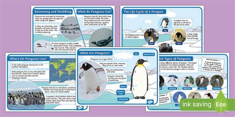 Penguins Fact File activity