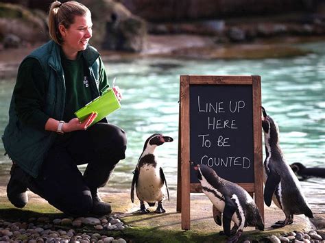 Penguins line up to be counted while tiger cub plays as London zookeepers perform annual census
