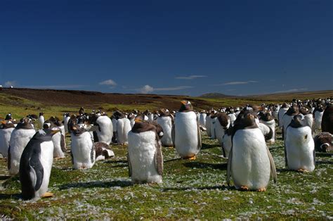 Penguins of the Falkland Islands and South America
