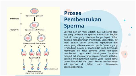 Penis Sperma