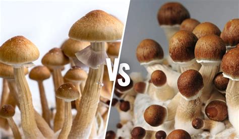 Golden Teacher Some magic mushroom users compare