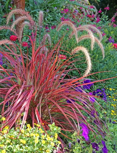 Pennisetum ‘Fireworks’ – Wisconsin Horticulture