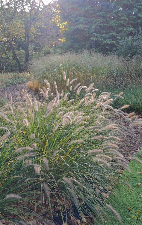 Pennisetum Cassians Choice - Knoll Gardens