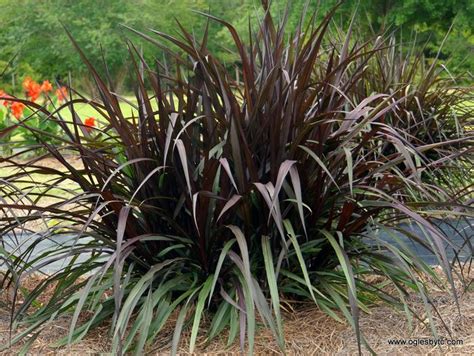 Pennisetum First Knight Sherry