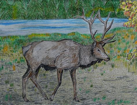 Pennsylvania Elk Draw