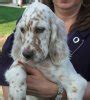 Pennsylvania English Setter Breeders & Kennels - Hunting Dogs For Sale