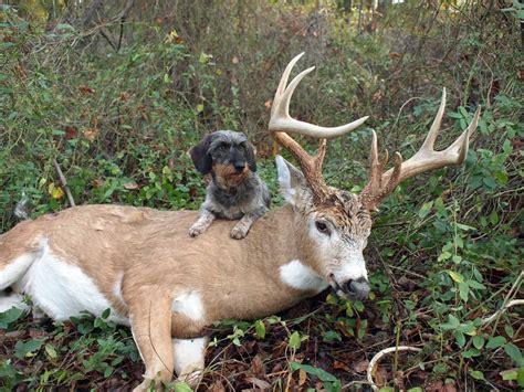 Pennsylvania Sportsmen Fight to Allow Tracking Dogs for Deer Recovery