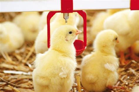 Pennsylvania chicken hatchery. Things To Know About Pennsylvania chicken hatchery. 