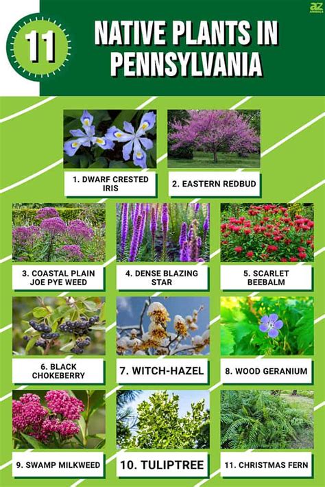 Pennsylvania native plants. Getting started on your native garden can be a daunting task. These sample garden templates show how natives could work together in a specific environment. Moist or dry, … 