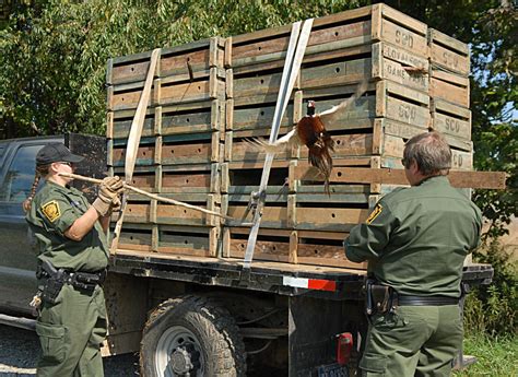 In the pheasant permit’s inaugural year in 2017-18, sales topped $1.1 million, and this revenue has been used this year to increase the statewide allocation to 220,000 pheasants – a more than 30 percent increase compared to the 170,000 birds targeted for release in 2017-18. About 75 percent of the pheasants released will be roosters.. 