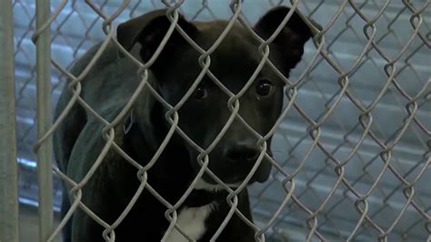 Kisha Reinmiller, site director of Pennsylvania SPCA Lancaster Center, said as of Saturday afternoon, the location had taken in 11 dogs from the house rescue. The shelter has the capacity to hold .... 