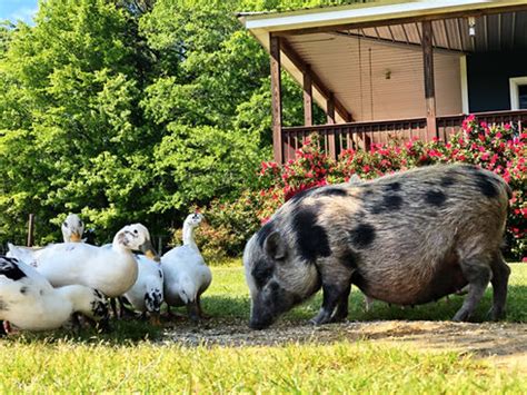 Penny Pigs of Georgia - Posts Facebook