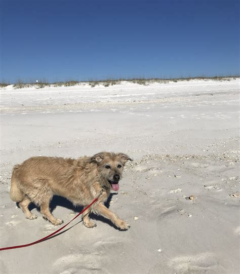 Pensacola beach dogs. Treat your dog as you'd treat your kids with the flu and there should be no problem. That sneezing dog won’t pass on the flu to you, but it will to other dogs. According to Cornell... 