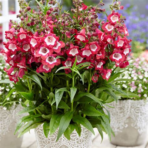 Penstemon Alice Hindley - Garden Express