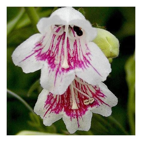 Penstemon Mother of Pearl - Achat direct au producteur