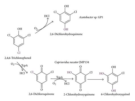 Pentachlorophenol monooxygenase - sv.abcdef.wiki