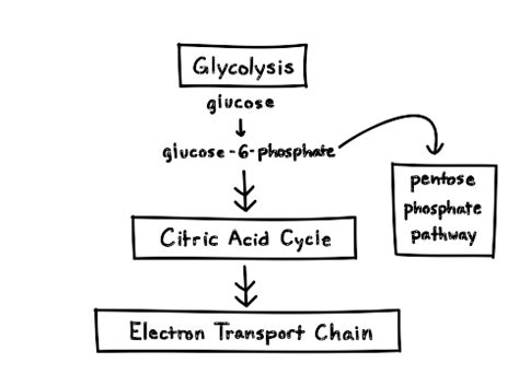 Pentose phosphate pathway (article) Khan Academy