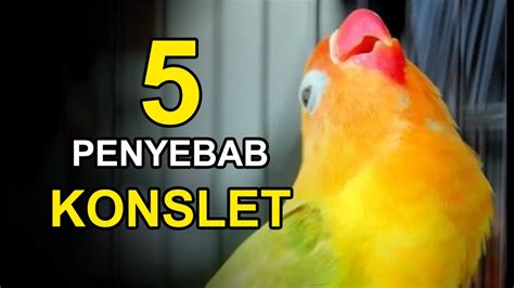 Penyebab lovebird konslet. .  ...