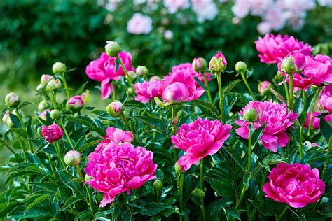 Peonies & Posies