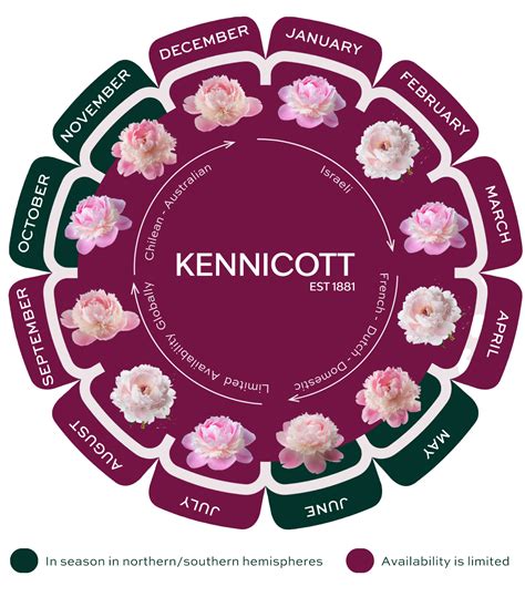 Peonies Kennicott Kuts