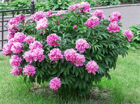 Peonies Pink Peonies White Peonies How to Plant Peonies