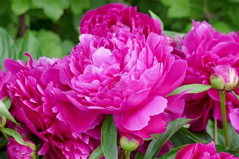 Peony Flower Photos, Download The BEST Free Peony Flower Stock Photos ...