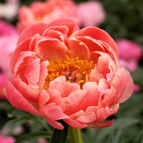 Peony coral charm. Coral Charm Peony is a herbaceous cultivar, that features large, fragrant, coral peach semi-double flowers. They come back each year in mid Spring till ... 