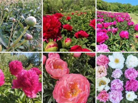 Peony farm reopens for flower picking and picturesque scenery