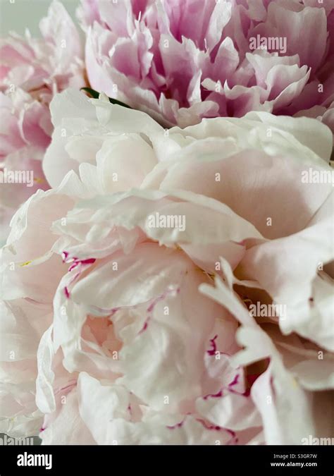 Peonypetals Leaks XxX 197 Photos