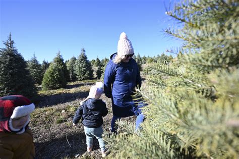 People Hunt for the Perfect Tree at Becks Tree Farm PHOTOS The