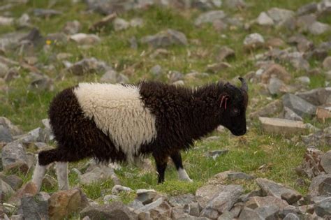 People St Kilda Soay Sheep Project - University of Edinburgh