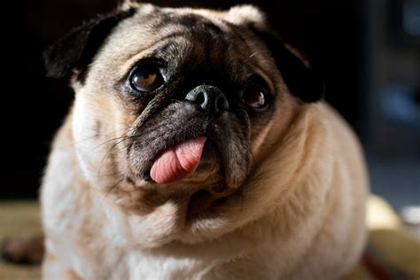 People also believed that no regular family was allowed to own a pug pet