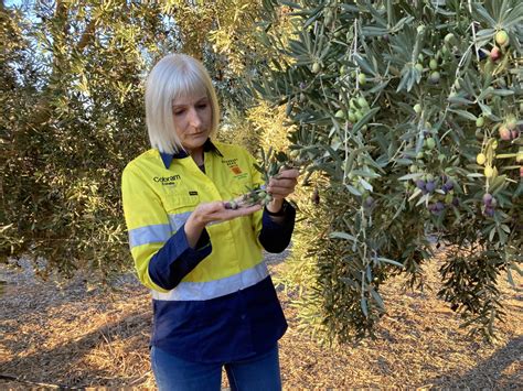 People and Culture Cobram Estate Olives Limited Australia