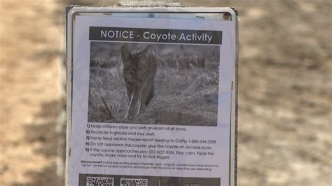 People are feeding coyotes at Orange County nature reserve, managers say