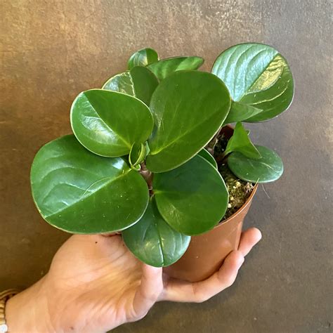 Peperomia come in all shape and sizes, with some being vine and others being small herbaceous specimens. Most can grow up to 1m in length and the overall width of the pot, whereas 'globular' shaped species, like the P. caperata or P. griseoargentea can grow up to 40cm in height and width. Peperomia scandens. Pruning . 