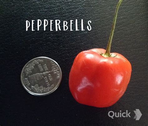 😈 Pepperbells Leaks [HD] 170 Vids