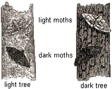 Peppered Moth Simulation - Maddy Moore 8th Grade Science