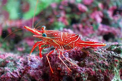 Peppermint Shrimp vs Camel Shrimp: 7 Differences That You …