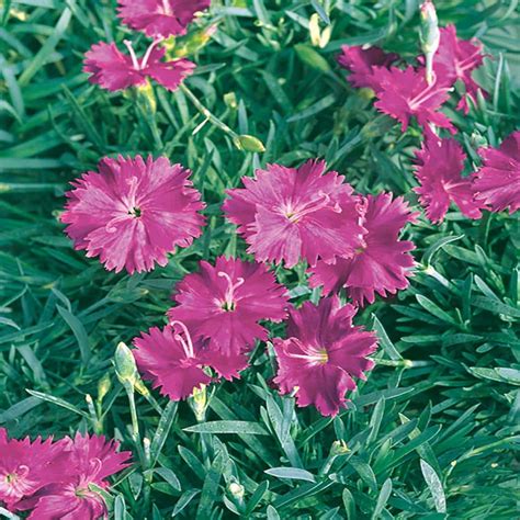 Peppermint Star Dianthus - Perennial Plants