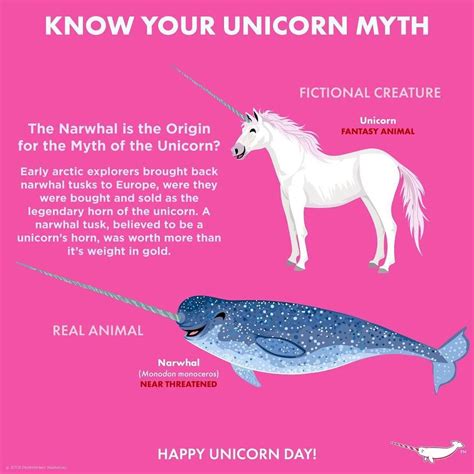 Jul 20, 2019 - Explore The Wild Ones Conservation's board "Peppermint Narwhal" on Pinterest. See more ideas about animal facts, narwhal, animals information.. 